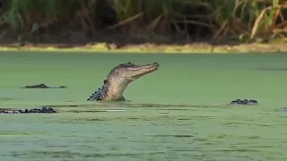 Giraffe tries to kick Crocodile in face to escape   Crocodile used his teeth to restrain Giraffe