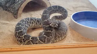 (Live feeding) Wild type and Albino Western Diamondback Rattlesnakes....