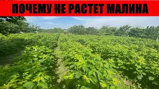 ПОЧЕМУ НЕ РАСТЕТ МАЛИНА || почему не растет малина на участке что делать #малина #выращивание