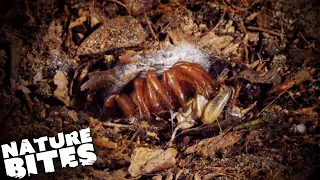 Trapdoor Spider Brutally Attacks its Prey! | David Attenborough's Micro Monsters | Nature Bites