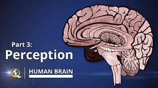 Perception - Human Brain Series - Part 3