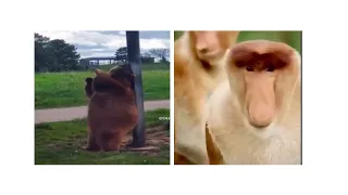 Смешные животные из тик тока.Funny animals from tik tok