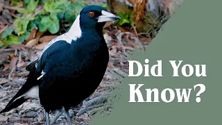 Everything you wanted to know about AUSTRALIAN MAGPIES!