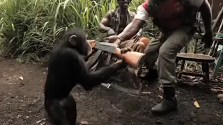 Ape with AK-47 | Directed by Robert B Weide Meme | Shot On iPhone | Rise of the Planet of the Apes