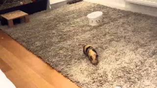 Funny Guinea Pigs Running like CRAZY!