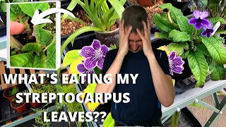 STREPTOCARPUS PESTS - TARSONEMID (CYCLAMEN) MITES