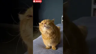 Sneezing 😺 #trending #viral #youtubeshorts