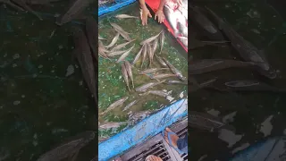 Ludhiana fish 🐠🐋🐟 market #shorts #minivlog #vlog