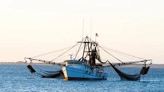 Where do Louisiana Gulf Shrimp come from?