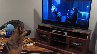 Dog Howls with Zootopia Wolves