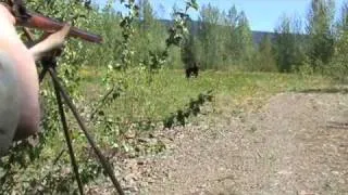 2010 Spring Black Bear Hunt with BABINE GUIDE OUTFITTERS