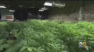 LA City Council Cracking Down On Unlicensed Dispensaries