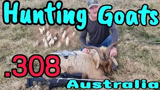 Goat Hunting Australia || 308 win Suppressed || The mother load