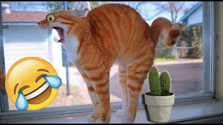FUNNY ANIMALS 2022🐼 # 59😹 Try not to laugh 😹