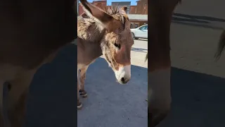 Donkeys run the town of Oatman, Arizona