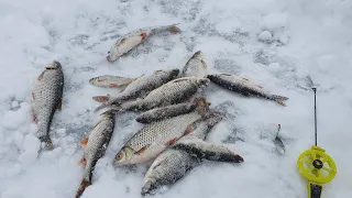 ловля на Лепесток. Репино.