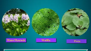 Terrestrial and Aquatic Plants - Science Class 4