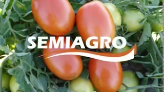 Recomendaciones técnicas del tomate