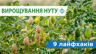 9 ЛАЙФХАКІВ ВИРОЩУВАННЯ НУТУ / СуперАгроном