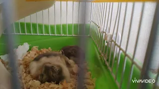 Hamster fight драка хомяков