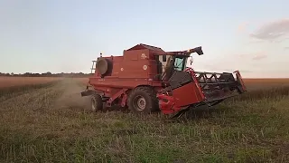 ОБМОЛОТ ОЗИМОГО РІПАКУ ВИРОЩЕНОГО БЕЗ ДОБРИВ. КЕЙС 2388