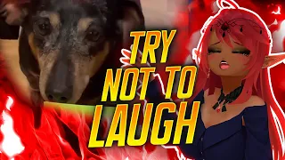 Try not to Laugh Challenge!