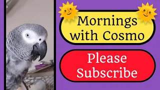 Mornings with Cosmo #animals #birds #parrots #pets #fun #lol #funny #cute #foryou #love #fyp #shorts