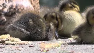 Sleepy ducklings in Wapping Woods, London, E1