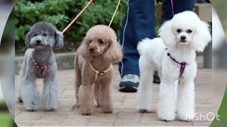 Михаил Муромов" Прo собак" I ❤ dogs