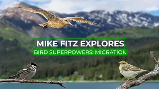 How Do Birds Fly Over The Ocean Without Getting Tired? | Mike Fitz Explores