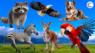 The Most Beautiful Animals Of Asia: Raccoon, Eagle, Dog, Animal, Kangaroo, Zebra