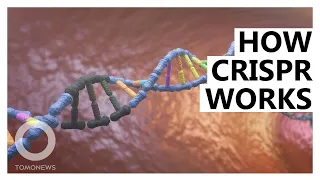 How CRISPR/Cas9 Gene Editing Works: Animated Explainer