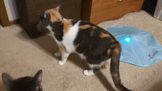 Ignoring their favorite toy in favor of paper!