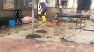 Slaughtering Auxiliary Equipment Hand-Held Stunning Machine For Pig Slaughter House