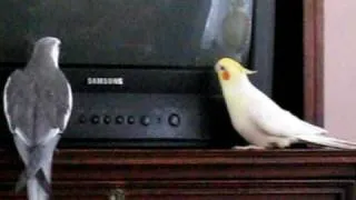 Cockatiel Singing Love Song