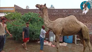 Camel Qurbani By Expert Qasai 2022 Bakraqurbani.com