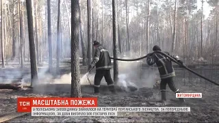 В Поліському заповіднику за добу вигоріло до 500 гектарів лісу
