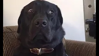 Labrador being Wholesome EP.2 | Funny Labrador Compilation