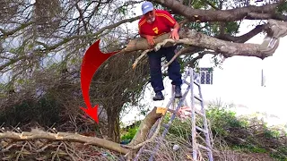 Extremely Dangerous Tree Cutting Fails With Chainsaw 2024 ! Idiots Tree Falling Skills Compilation