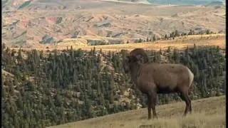 DISCOVER THE WILD, MAGNIFICENT BIGHORNS