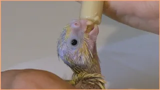 Hand feeding 3 baby cockatiels