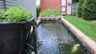 The importance of a bog for koi ponds & how it keeps your water clear & healthy.