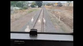 Animals Hit By Train | Compilation Videos | Animals Vs Train |