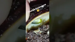 беременная улитка🐌