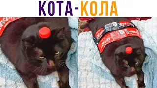 Кота-Кола))) Приколы с котами | Мемозг 636