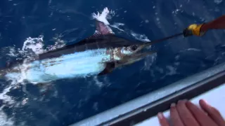 Blue Marlin and Longbill Spearfish