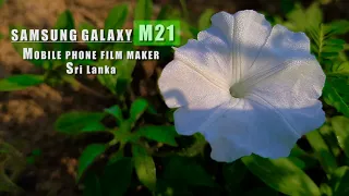 White Flower |Village Nature View |Samsung M21 Camera Testing |Mobile Phone Videography Sinhala