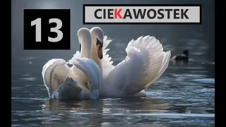 Łabędź niemy 13 mocnych ciekawostek 🦢 HD