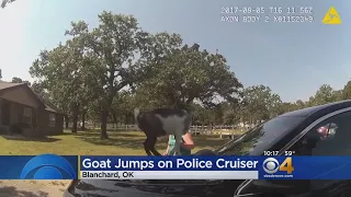 Baaad To The Bone Goat Jumps On Police Car - Twice