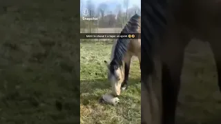 Le cheval à taper un sprint mdrrrrrr